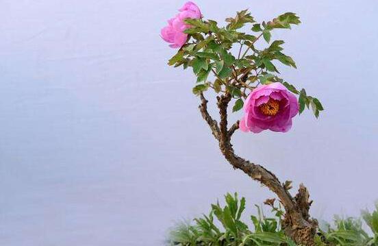 牡丹花怎么施肥，牡丹花施肥方法