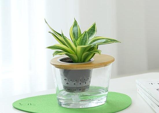 虎皮蘭可以水培嗎，虎皮蘭水培生根方法