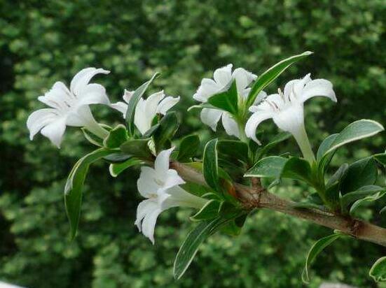 六月雪葉子發(fā)黑脫落怎么辦，做好三個(gè)要點(diǎn)即可恢復(fù)綠意