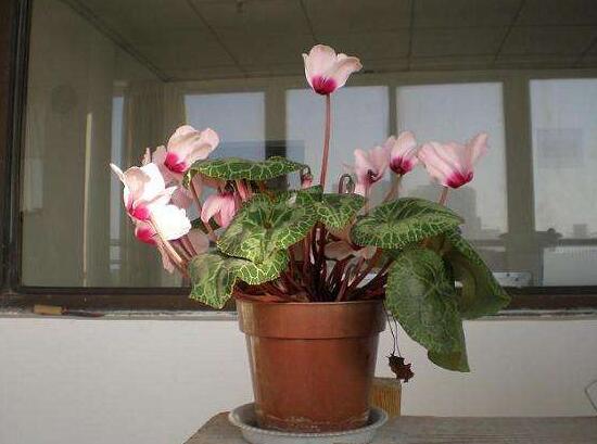 仙客來可以扦插嗎，仙客來的繁殖方法