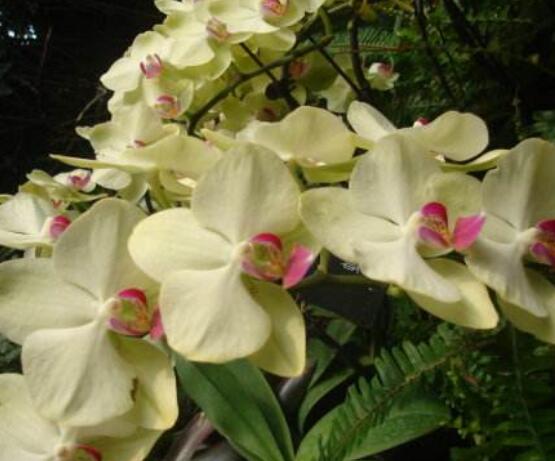 蝴蝶蘭有哪些品種，欣賞最好看的五大品種