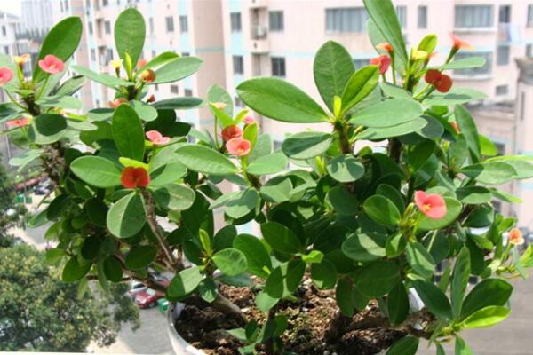 怎么區(qū)分虎刺和虎刺梅，虎刺與虎刺梅的5大不同