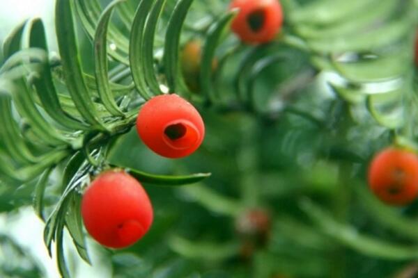 紅豆杉圖片，特征、種類以及用途介紹