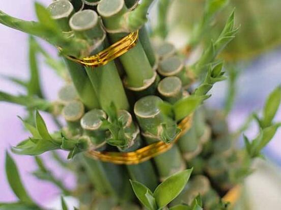 富貴竹葉子發(fā)黃怎么辦，四種原因以及解決辦法