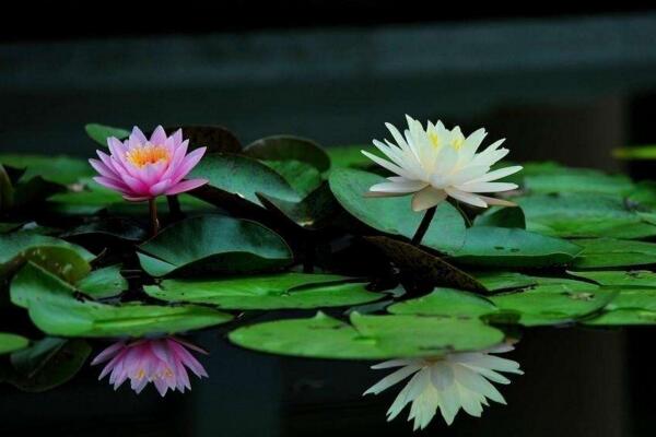 荷花養(yǎng)殖注意事項(xiàng)，以下5點(diǎn)最關(guān)鍵