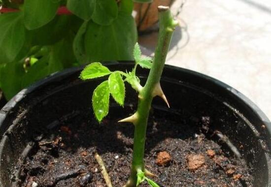 月季什么時候扦插最好，月季花的扦插方法