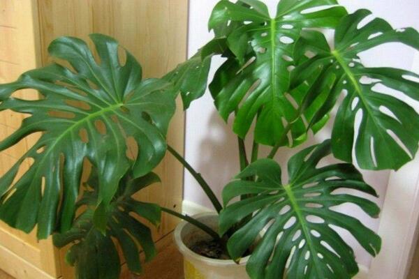 龜背竹氣根水培會發(fā)芽嗎，氣根植入水中可促進植株的生長