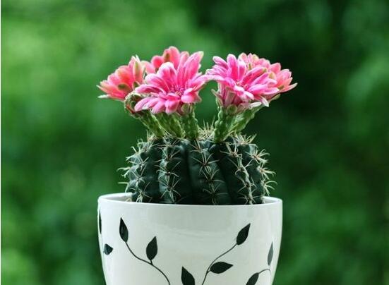 仙人球花語(yǔ)象征與寓意，堅(jiān)強(qiáng)、溫暖、柔弱、孤獨(dú)