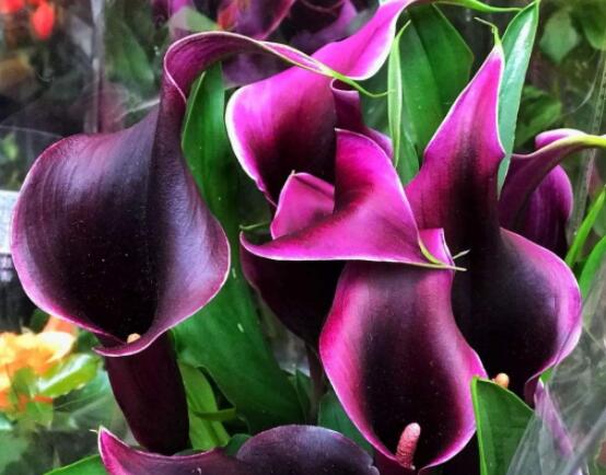 紅色馬蹄蓮花語，圣潔虔誠、永結(jié)同心、吉祥如意