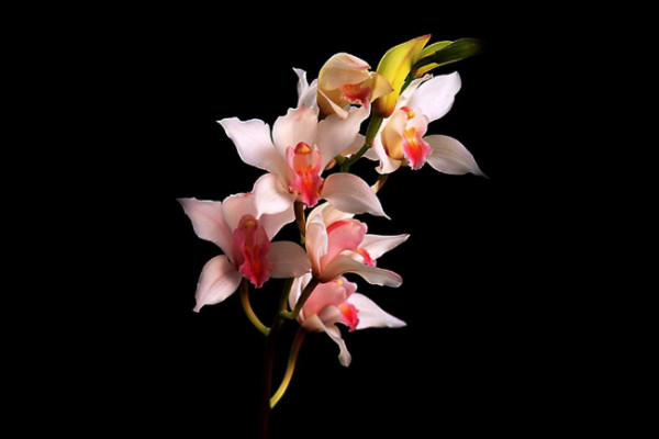 蘭花寓意及花語是什么，高貴典雅/樂觀積極/愛國