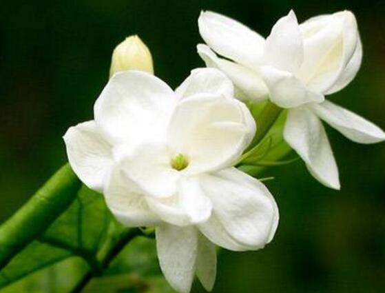 茉莉花怎么養(yǎng)，茉莉花養(yǎng)殖方法