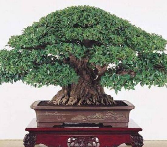 榕樹盆景怎么翻盆，榕樹換盆注意事項