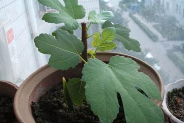 菊花的繁殖方法，可通過扦插、播種、分株、嫁接進(jìn)行繁殖