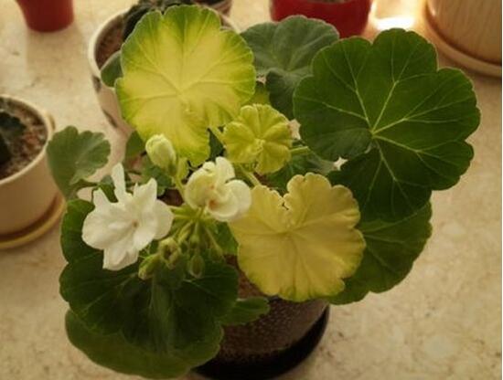 天竺葵葉子發(fā)黃怎么辦，天竺葵葉子發(fā)黃解決辦法