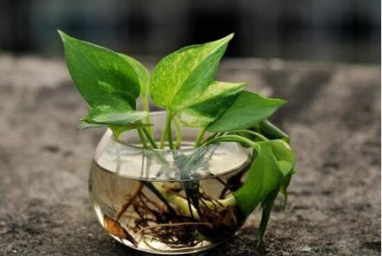 綠蘿可以用淘米水澆嗎，綠蘿用什么水澆最好