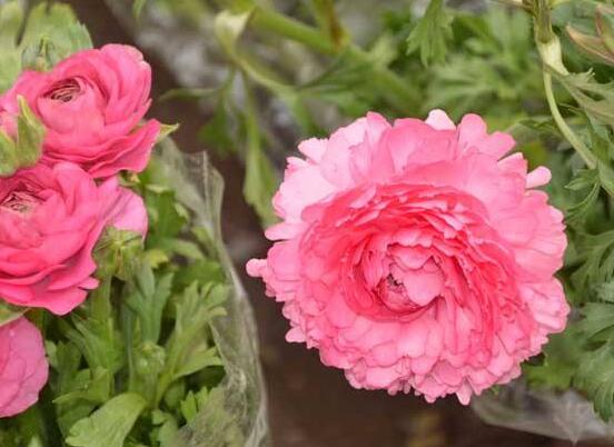 牡丹花怎么繁殖，牡丹花六大繁殖方法