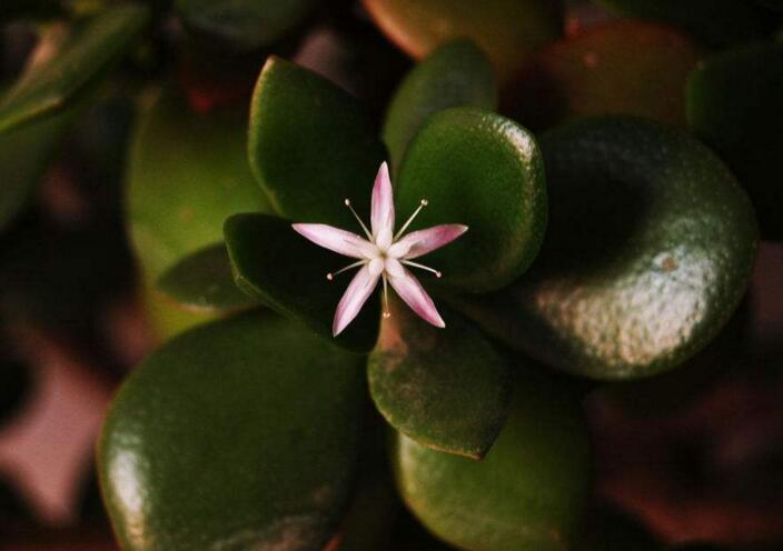 玉樹花和燕子掌的區(qū)別，葉片上的3處不同