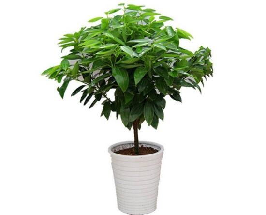 平安樹(shù)栽上多久能施肥，平安樹(shù)怎么施肥