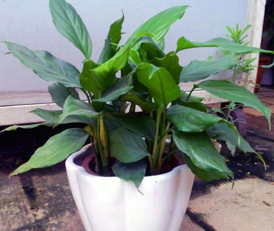 廣東萬年青怎么養(yǎng)，廣東萬年青的養(yǎng)殖方法和注意事項(xiàng)