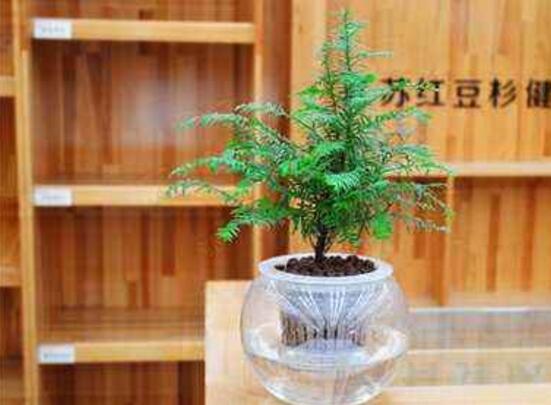 紅豆杉可以水培嗎，紅豆杉水培方法