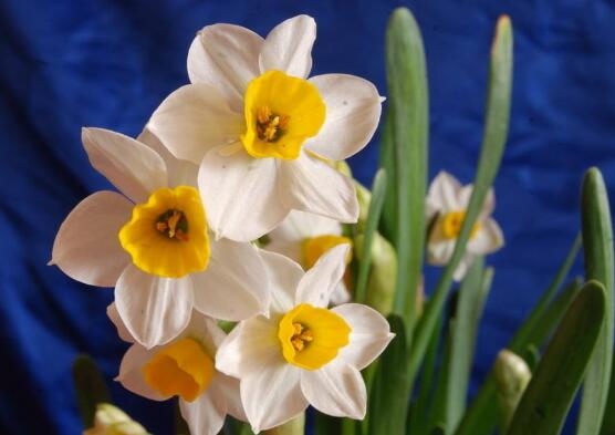 水仙花花語是什么，象征著純潔和吉祥