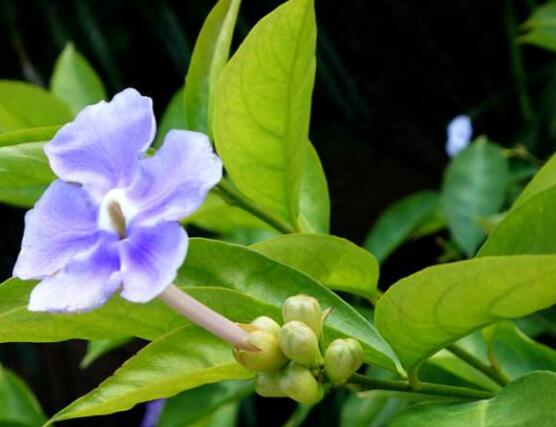 番茉莉怎么養(yǎng)，八大方法教你養(yǎng)得郁郁蔥蔥