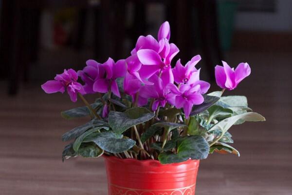 仙客來葉子掉光了怎么辦，導(dǎo)致植株掉葉子的5種原因