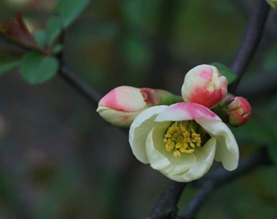 海棠花開寓意，寓意著捷報(bào)壽滿堂、五世同堂