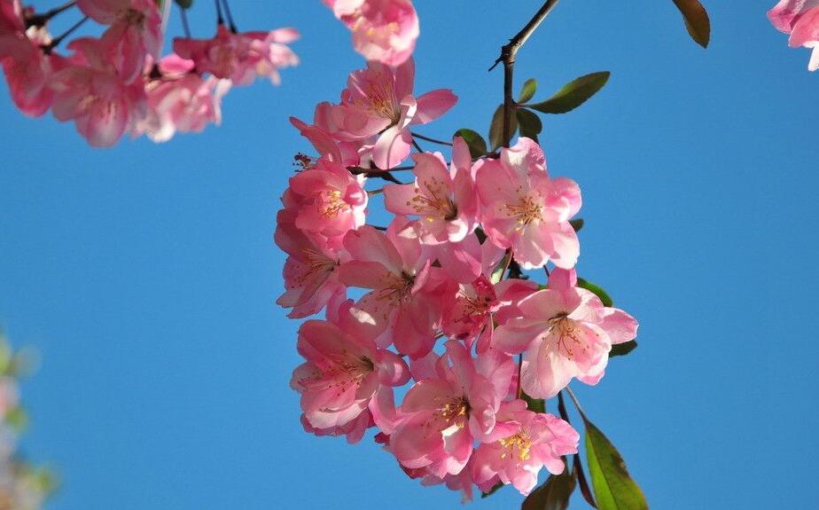 海棠花怎么養(yǎng)護(hù)，要從選盆和選土入手