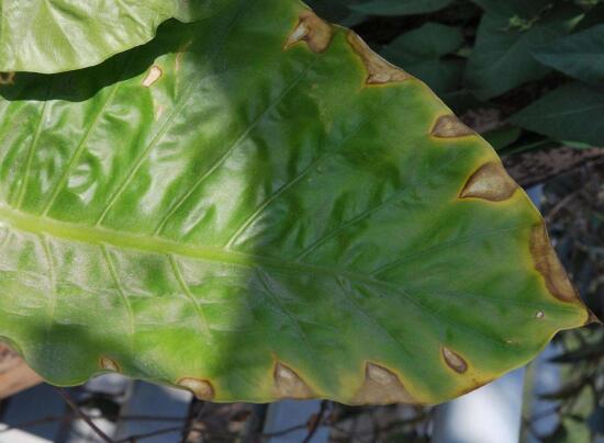 馬蹄蓮葉子發(fā)黃怎么辦，五個(gè)步驟讓它重新恢復(fù)生機(jī)