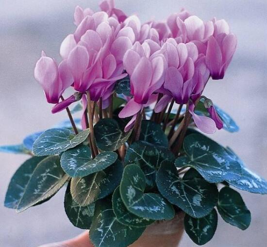 仙客來(lái)可以水培嗎，仙客來(lái)的水培方法