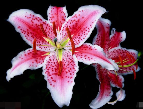 香水百合的養(yǎng)殖方法和注意事項，老農教你最實用七大養(yǎng)殖方法