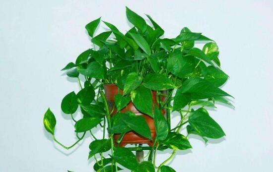 茶葉水可以澆綠蘿嗎，綠蘿澆什么水長得快
