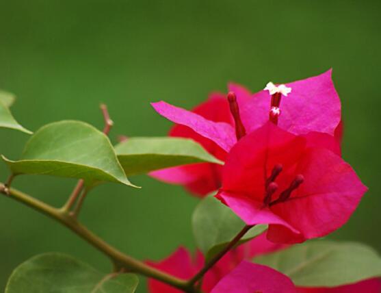 三角梅幾月開花，每年4-11月盛放/澆水施肥充足