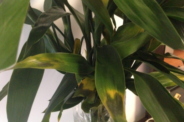 富貴竹為什么葉子發(fā)黃，水質(zhì)/光照/通風(fēng)/施肥出問(wèn)題