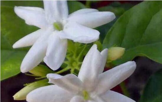 虎頭茉莉怎么修剪，三個(gè)簡(jiǎn)單方法便可美觀