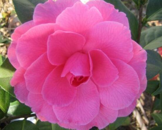 一品紅花語寓意是什么，代表著為你一路降妖除魔