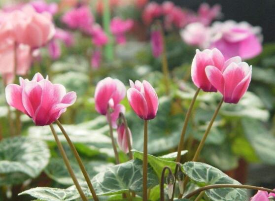 仙客來的養(yǎng)殖方法和注意事項大全，老農(nóng)總結(jié)七大基本養(yǎng)殖方法