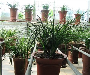 蘭花對澆水有什么講究