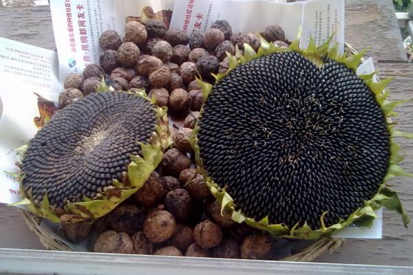 向日葵花盤煮水的功效，三大功效以及臨床應(yīng)用