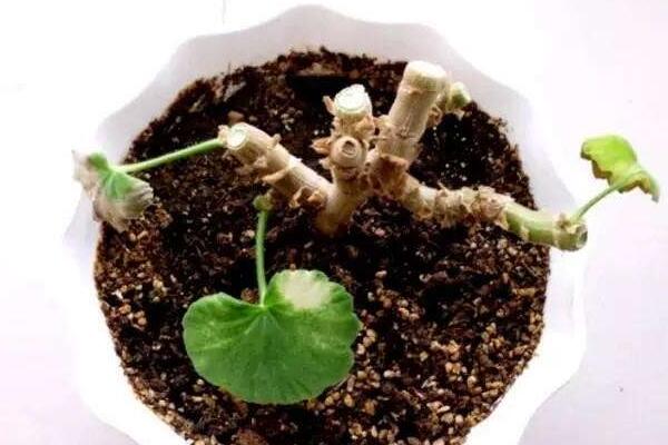 天竺葵的修剪方法，天竺葵修剪整形方法