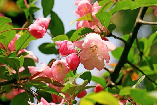 海棠花怎么修剪，海棠花的修剪圖解