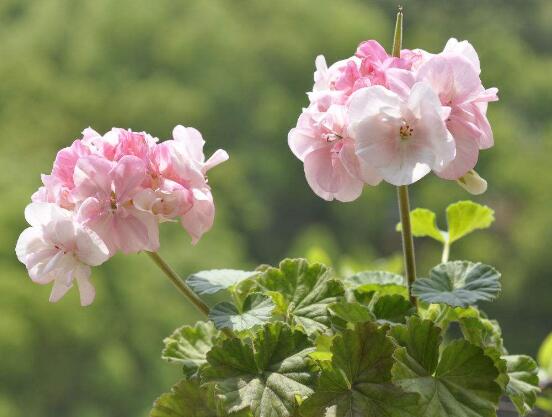 天竺葵有毒嗎，天竺葵可以放在臥室養(yǎng)嗎