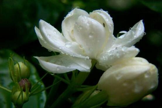 茉莉花施什么肥好，茉莉花施磷鉀肥和有機(jī)肥最好