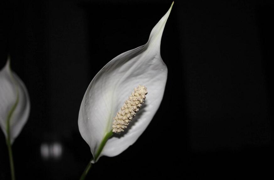 水培一帆風順的養(yǎng)殖方法，水質的要求最重要