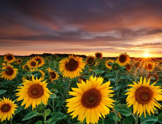 向日葵的寓意和象征，積極向上、朝氣蓬勃、繁榮昌盛