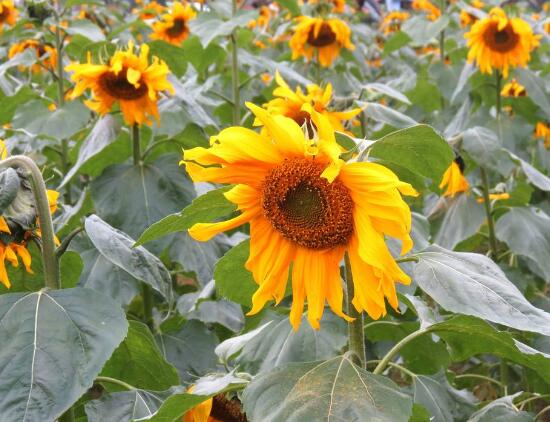 向日葵葉子枯萎是為什么，向日葵花蔫了怎么辦