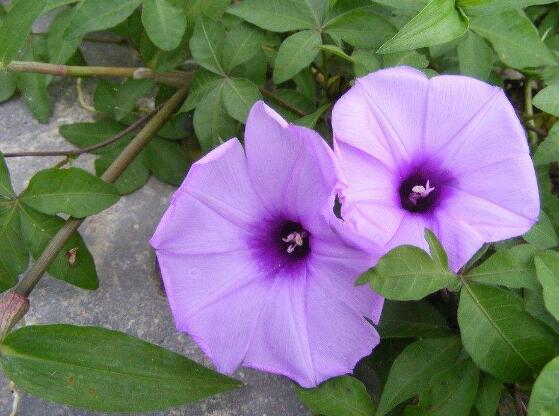 牽?；ㄓ卸締?，牽牛花可以在室內(nèi)養(yǎng)嗎