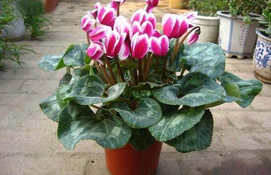 仙客來葉子發(fā)黃的原因，仙客來葉子發(fā)黃怎么辦