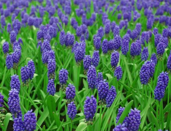 風(fēng)信子夾箭怎么辦，老農(nóng)教你五種解決辦法